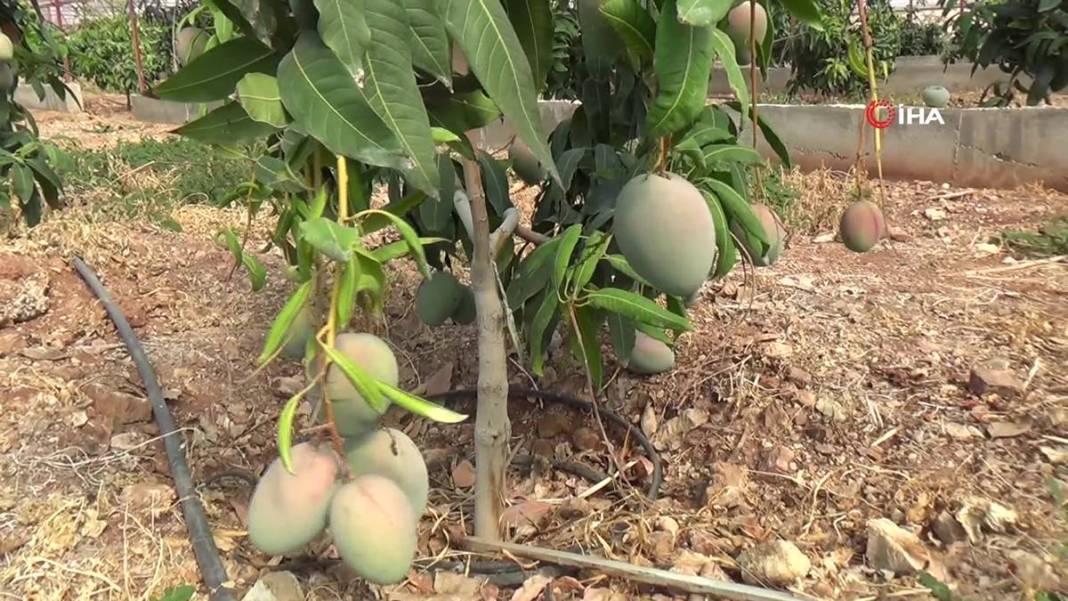 Domatesleri söküp tüm serasına bu meyveden ekti: Şimdi kazandığı parayı hesaplayamıyor! Kilosu 200 TL 5